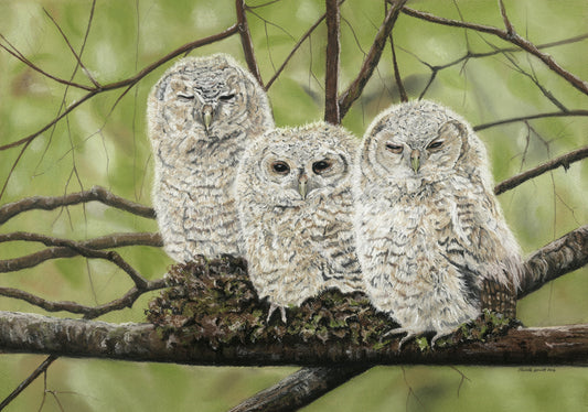 Print of Original pastel 'Nice Hooters'